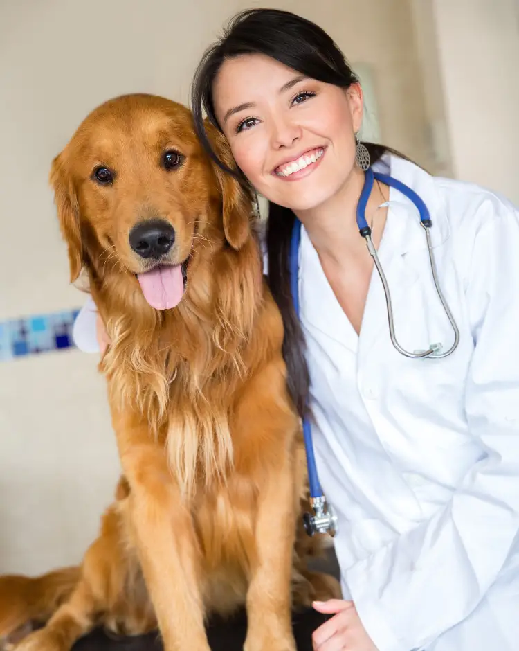 Marketing veterinaria | Mi Vete App