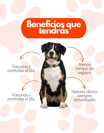 Mi vete app versión teléfono
